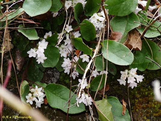 {Epigaea repens}
